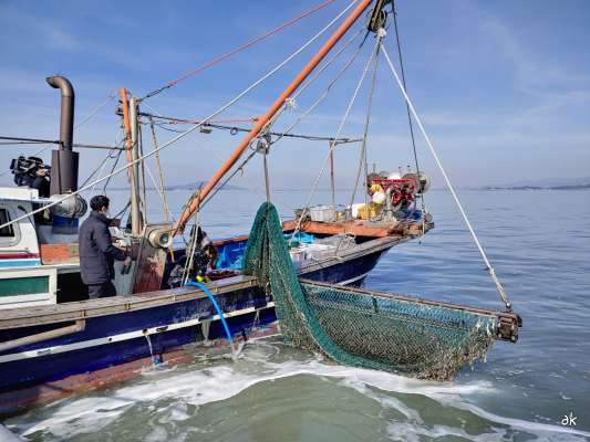 천수만 새조개 잡이
