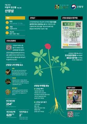 산림청, 7월 이달의 임산물로 '산양삼' 선정