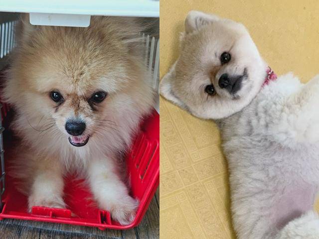 지난해 지자체 보호소에서 구조 당시 레몬(왼쪽)의 모습과 구조 이후 입양을 기다리며 동물과함께행복한세상 입양센터에서 지내던 모습. 동물과함께행복한세상 제공