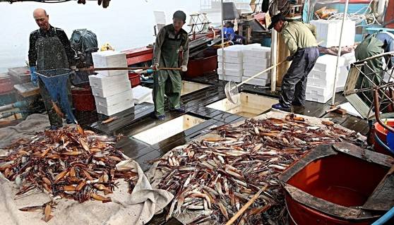 신진도항 위판장 오징어 분류작업. 연합뉴스