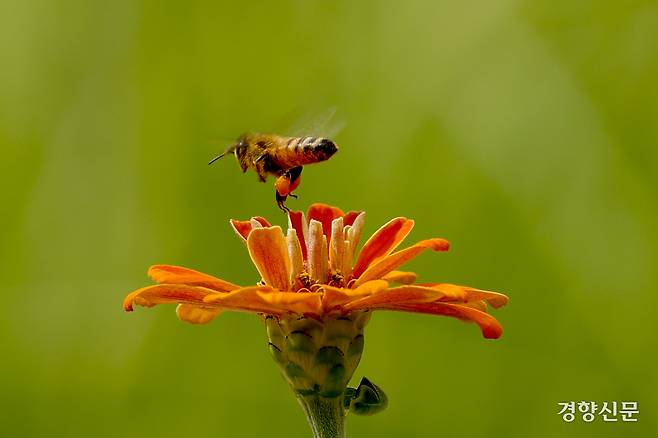 절기상 가을의 시작을 알리는 ‘입추’가 하루 지난 8일 경기 수원 국립농업박물관 백일홍에서 꿀벌이 꿀을 따고 있다. 문재원 기자