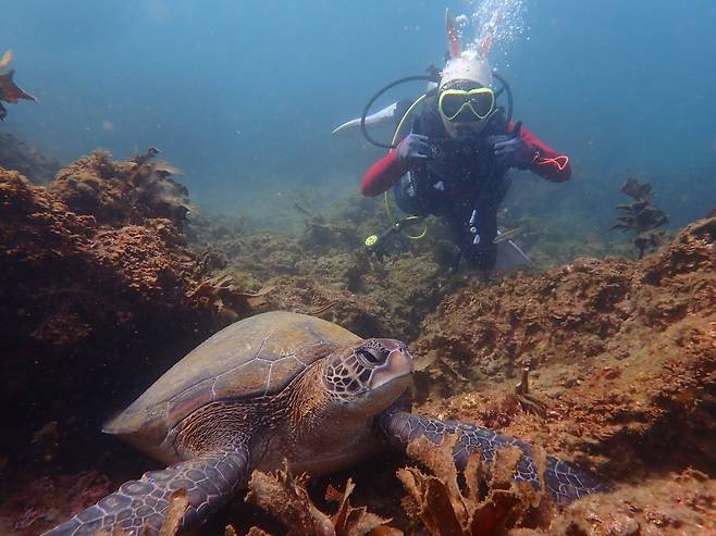 A diver observes a sea turtle near Munseom Island off Seogwipo, Jeju Island. (Scubajeju)