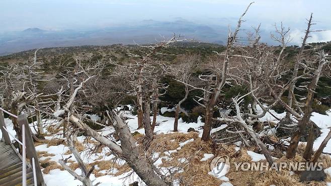 백록담 주변 고사한 구상나무들 2016년 12월 20일 한라산 백록담에서 관음사 등반로 주변에서 고사한 구상나무들. [연합뉴스 자료사진]