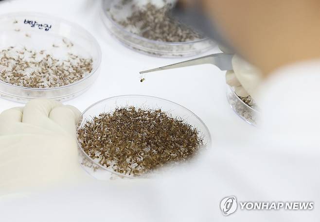 전국에 일본뇌염 주의보 발령 중 (수원=연합뉴스) 홍기원 기자 = 2일 오후 경기도 수원시 권선구 경기도보건환경연구원에서 연구원이 모기 분류작업 시연을 하고 있다. 
    질병관리청은 전남 완도군과 제주특별자치도 제주시에서 일본뇌염을 매개하는 작은빨간집모기가 확인됐다며 지난달 30일 전국에 일본뇌염 주의보를 발령했다. 2024.4.2 xanadu@yna.co.kr