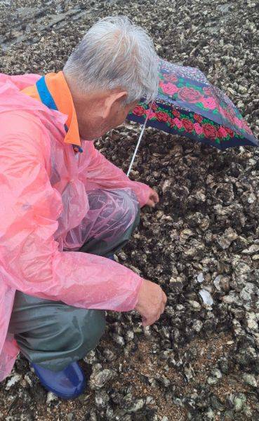 송강주 대포어촌계장이 망연자실한 올굴로 폐사한 굴을 바라보고 있다.