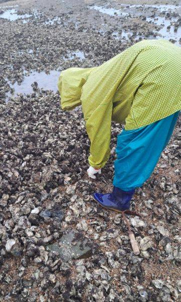 한 주민이 폐사한 굴밭에서 살아 있는 굴을 찾고 있다.
