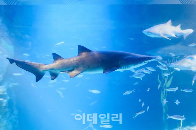 롯데월드 아쿠아리움 이달의 생물인 ‘샌드타이거샤크’ (사진=롯데월드)