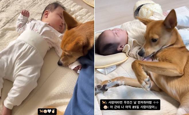 반려견 모루가 갓난아기에게 쓰다듬어 달라고 애교를 부리고 있다(인스타그램 naaaa0_2 제공). ⓒ 뉴스1