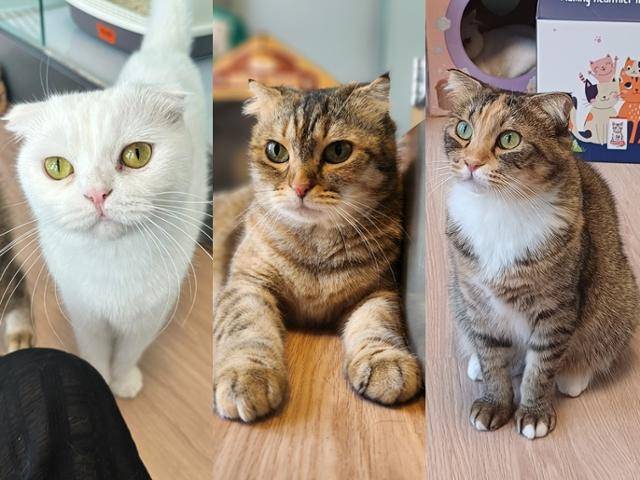 각기 다른 방치된 현장서 구조된 청청, 니케, 아레가 가족을 기다리고 있다. 동물권행동 카라 제공