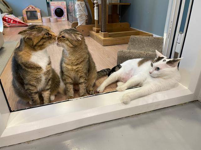 사이 좋은 아레(왼쪽 첫 번째)와 니케(가운데). 동물권행동 카라 제공