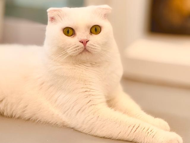 다른 고양이들과 노는 것을 제일 좋아하는 청청. 카라 제공