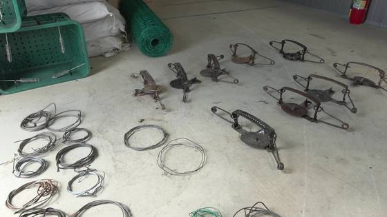 국립공원공단이 붉은여우를 위협하는 불법 엽구들을 수거했다. 국립공원공단 제공