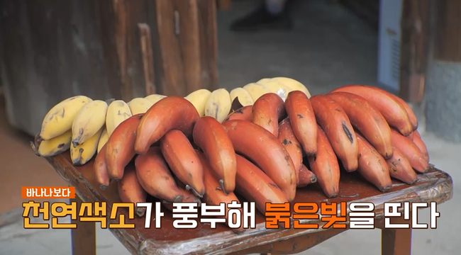 채널S, SK브로드밴드 ‘니돈내산 독박투어4’