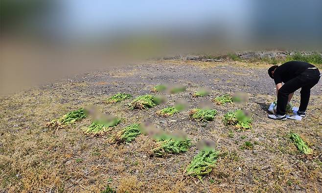 나도 양귀비 발견. 제주해양경찰청 제공