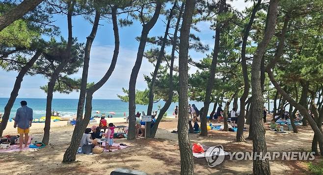 피서는 해변보다 송림 [연합뉴스 자료사진]