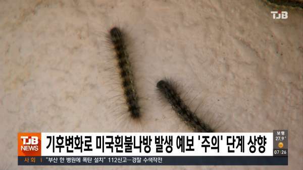 기후변화로 미국흰불나방 발생 예보 '주의' 단계 상향