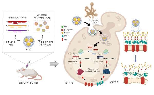 칸디다균을 표적하는 유전자 치료제 FTNx의 작동원리 모식도