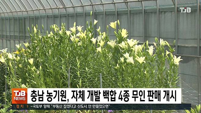 충남 농기원, 자체 개발 백합 4종 무인 판매 개시