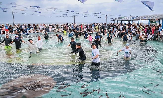울릉도 천부리 해변공원 해수풀장에서 진행된 오징어맨손잡기 잡기./김두한 기자