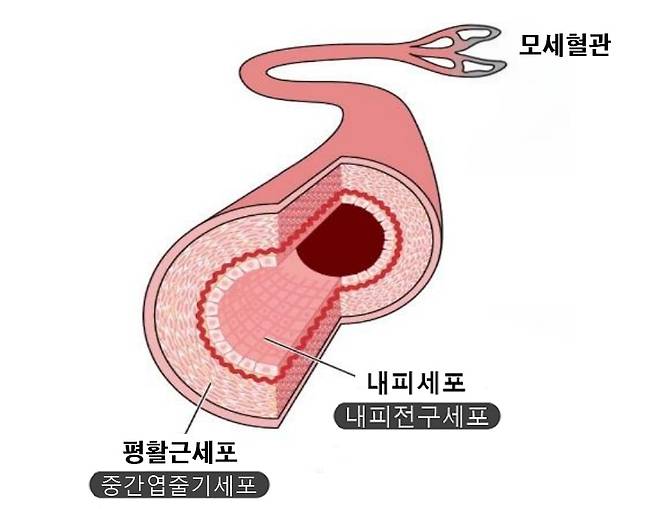 동맥 혈관의 구조 그림./엘피스셀테라퓨틱스