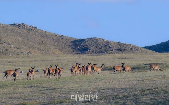 후스타이 국립공원의 드넓은 초원에는 야생마 타키 외에도 가젤, 늑대, 시라소니 등 40여종의 포유류와 220여종의 조류가 서식 중이다. 사진은 가젤 무리들이 초원에서 이동하고 있는 모습. ⓒ데일리안 배군득 기자