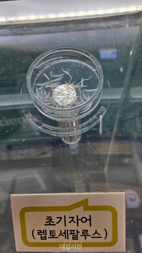 실뱀장어 초기 모습. ⓒ데일리안 장정욱 기자