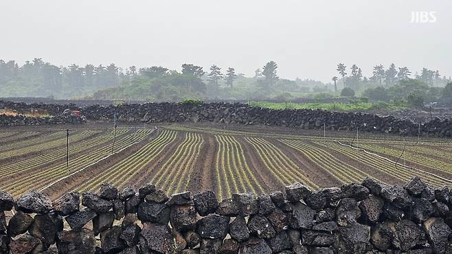 비가 내리고 있는 제주시 구좌읍의 한 당근밭 (사진, 강명철 기자)