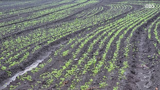 비가 내리고 있는 제주시 구좌읍의 한 당근밭 (사진, 강명철 기자)
