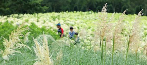 Visitors look around a green field at the Donghwa Village in Jeju Island on Aug. 6. [YONHAP]