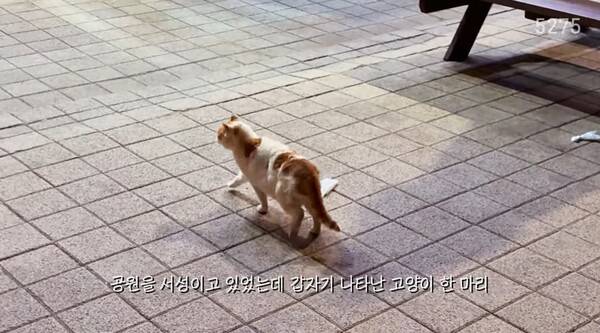 ▲ 이동학 기자는 지난 4일 자신의 유튜브 채널(5275)을 통해 '꽁냥이 챌린지'에 등장했던 뉴스속 고양이를 키우게 됐다고 밝혔다. 유튜브 갈무리