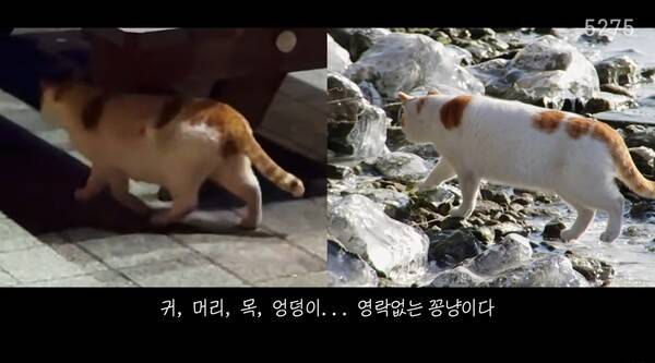 ▲ 이동학 기자는 지난 4일 자신의 유튜브 채널(5275)을 통해 '꽁냥이 챌린지'에 등장했던 뉴스속 고양이를 키우게 됐다고 밝혔다. 유튜브 갈무리