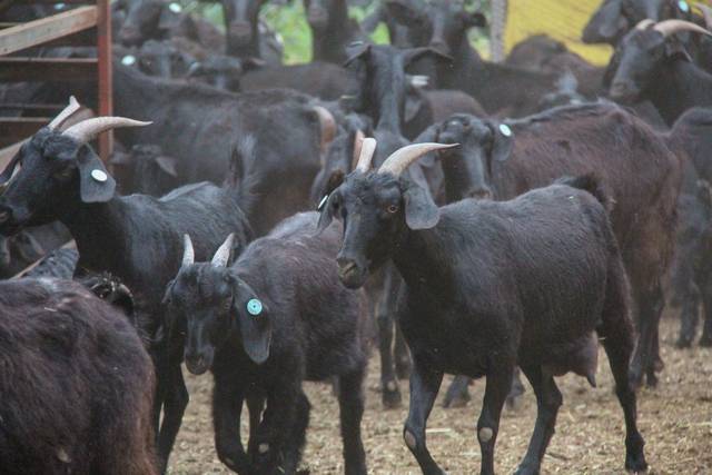 전북 순창의 한 농가에서 사육 중인 흑염소