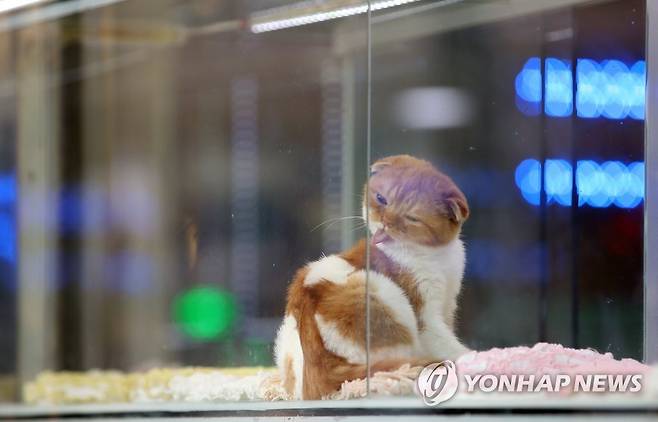 2018년 서울 중구 충무로의 한 반려동물 가게 모습[연합뉴스 자료사진]
