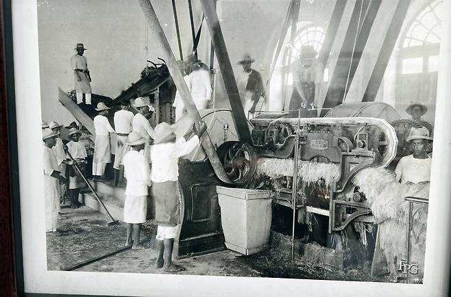 한인 이민자가 속한 에네켄 농장의 과거 작업 모습 [한인이민사박물관 전시 자료. 재판매 및 DB 금지]