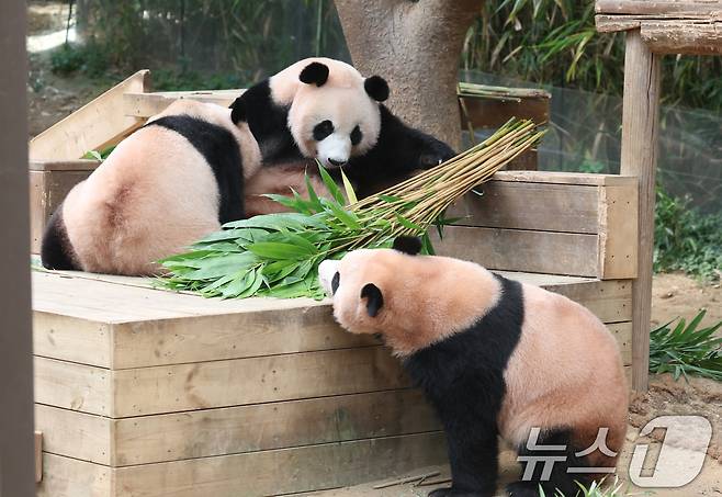 국내 최초 쌍둥이로 태어난 판다 자매 루이바오, 후이바오가 엄마와 함께 있는 모습이 일반에 마지막으로 공개된 12일 경기 용인시 처인구 에버랜드 판다월드에서 엄마 아이바오가 루이바오·후이바오와 함께 시간을 보내고 있다.  ⓒ News1 김영운 기자
