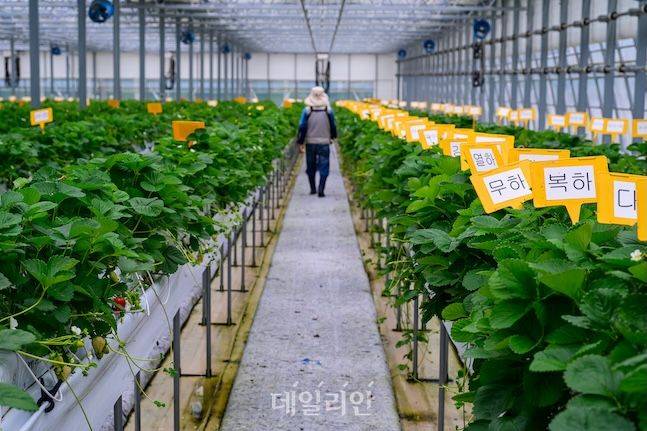 해발 710m에 위치한 고령지농업연구소는 이상고온 등에 적응하기 위한 다양한 연구를 하고 있다. ⓒ데일리안 배군득 기자