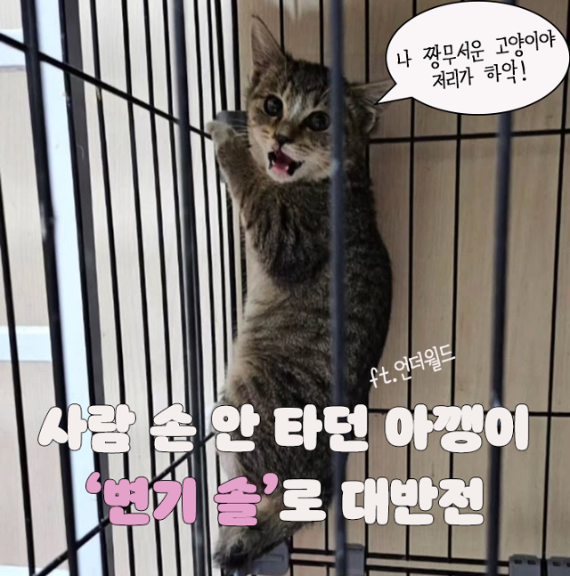 사람 경계 하던 아깽이가 보인 대반전