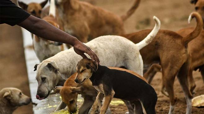 인도의 떠돌이 개들 [연합뉴스/EPA 제공]