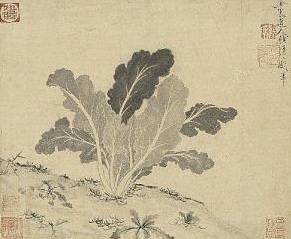 원나라 승려 고영(顧瑛, 1310~1369)이 그린 배추 그림. 출처 대만 국립고궁박물원(사진 세계김치연구소)