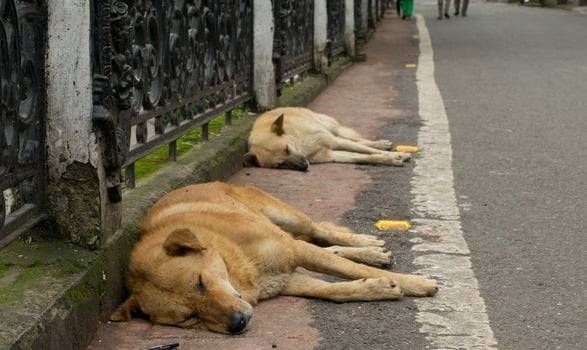인도의 떠돌이 개들. /사진=게티이미지뱅크