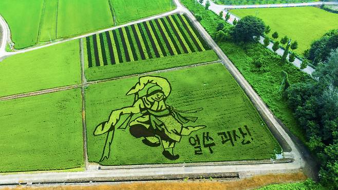 충북 괴산군이 문광저수지 인근 논에 조성한 김홍도의 ‘무동’ 논그림. 괴산군 제공