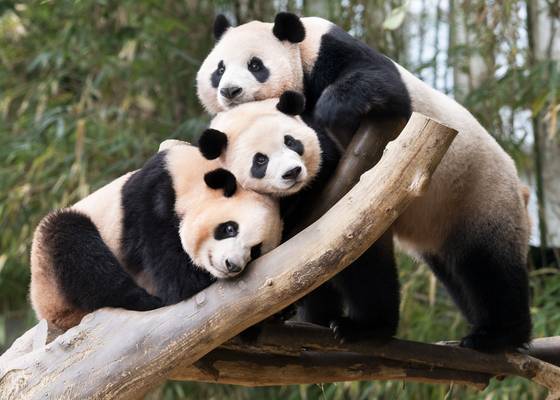 From left, giant pandas Rui Bao, Hui Bao and Ai Bao are pictured at Everland amusement park in Yongin, Gyeonggi, on Aug. 12. [SAMSUNG C&T]