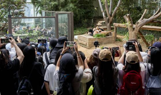 Visitors take pictures of giant pandas Rui Bao, Hui Bao and Ai Bao at Everland amusement park in Yongin, Gyeonggi, on Aug. 12. [SAMSUNG C&T]