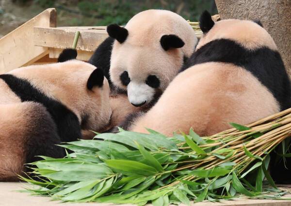 12일 오후 경기 용인시 에버랜드 판다월드에서 쌍둥이 판다 루이바오, 후이바오와 엄마 아이바오가 함께 시간을 보내고 있다. 연합뉴스