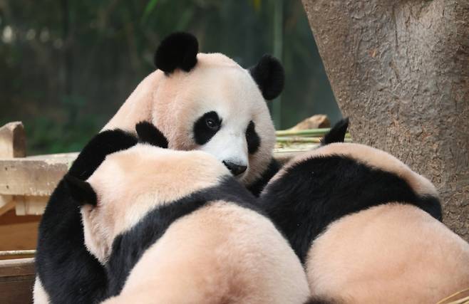 국내 최초 쌍둥이로 태어난 판다 자매 루이바오, 후이바오가 엄마와 함께 있는 모습이 일반에 마지막으로 공개된 12일 경기 용인시 처인구 에버랜드 판다월드에서 엄마 아이바오가 루이바오·후이바오와 함께 시간을 보내고 있다. / 사진 = 뉴스1