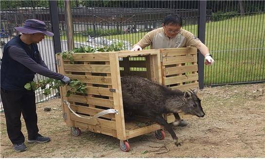 멸종위기 동물인 산양. [서울대공원 제공]