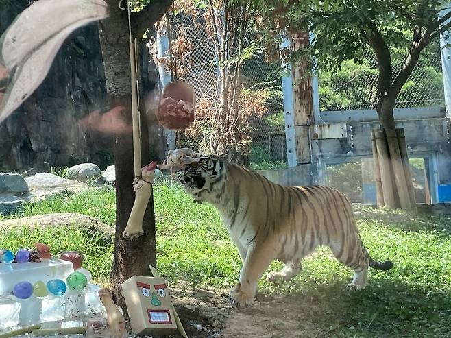 서울동물원 호랑이가 여름철 특식을 먹고 있다. 손인규 기자