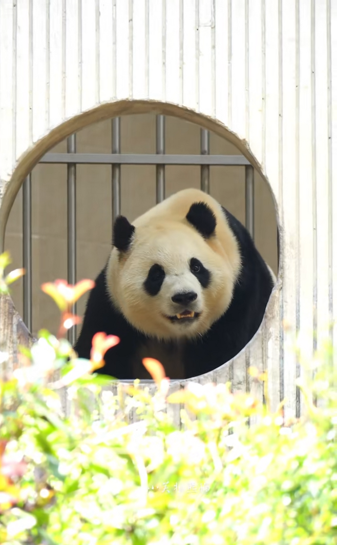 폭염 속 내실 생활, 방사장 출근이 자유로워진 푸바오가 최근 내실 창문을 통해 팬 서비스를 해주고 있다. 컨디션이 좋아졌다는 논평이 많아졌다.