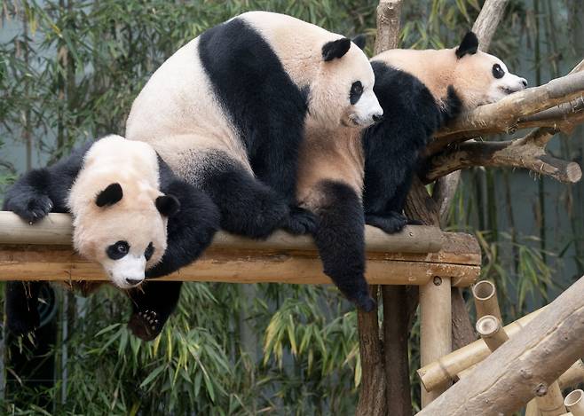 “판생이 뭐길래..” 쌍둥이와 엄마 마지막 쓰리샷