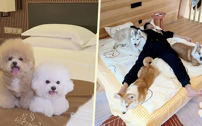 중국의 한 호텔의 반려동물 대여 서비스 [사우스차이나모닝포스트]